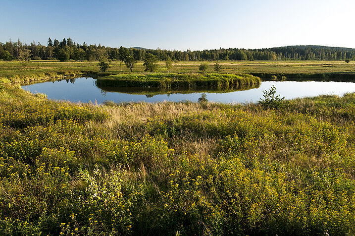 Naturschutzgebiet im Grünen Band (Foto: Berndt Fischer)