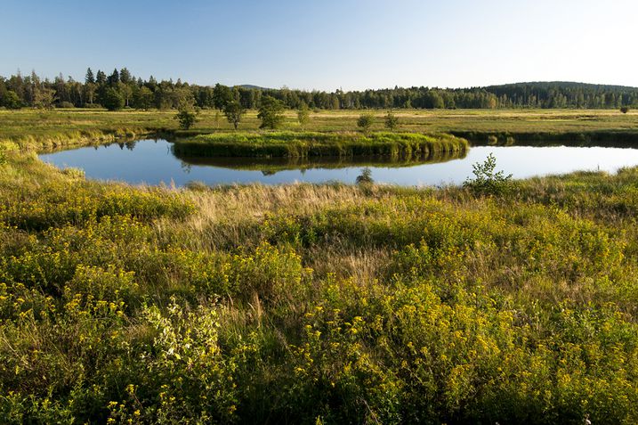 Naturschutzgebiet im Grünen Band (Foto: Berndt Fischer)