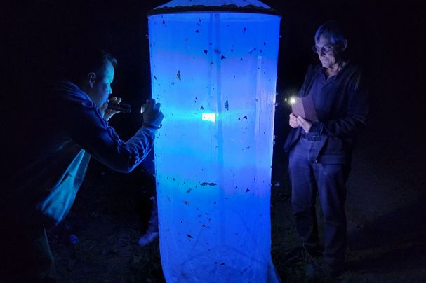 Leuchtzelt zum Anlocken von nachtaktiven Insekten. Foto: Ingrid Großmann