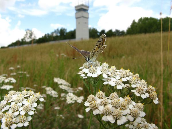 Grünes Band bei Konau-Popelau an der Elbe, Brauner Feuerfalter (Lycaena tityrus) auf Schafgarbe (Achillea ssp.) mit Grenzturm im Hintergrund Foto: Helmut Schlumprecht Grünes Band bei Konau-Popelau an der Elbe, Brauner Feuerfalter (Lycaena tityrus) auf Schafgarbe (Achillea ssp.) mit Grenzturm im Hintergrund Foto: Helmut Schlumprecht
