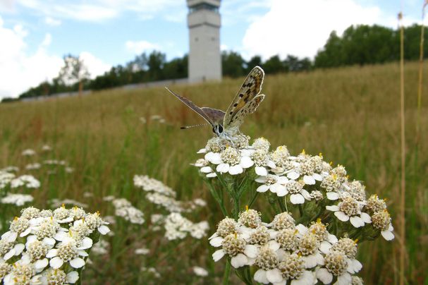 Grünes Band bei Konau-Popelau an der Elbe, Brauner Feuerfalter (Lycaena tityrus) auf Schafgarbe (Achillea ssp.) mit Grenzturm im Hintergrund Foto: Helmut Schlumprecht