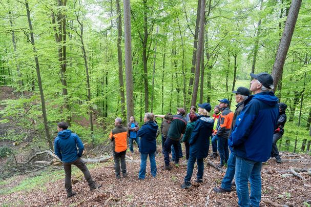 Gruppe Steht im Buchenwald