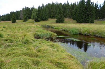 BN Flächen am Grünen Band Bayern-Tschechien an der Kalten Moldau bei Haidmühle (Foto: BUND Fachbereich Grünes Band)