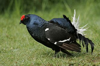 Ein Birkhahn in Balzpose. Am Riedberger Horn gibt es eine der größten Populationen des streng geschützten Birkhuhns. (Foto: Wolfgang Willner) Ein schwarzer Birkhahn in Balzpose. (Foto: Wolfgang Willner)