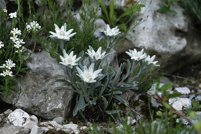 Ein Alpen-Edelweiß mit mehreren Blüten wächst im Schutz von Steinen