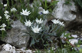 Das Alpen-Edelweiß ist stark gefährdet. (Foto: Wolfgang Willner) Ein Alpen-Edelweiß mit mehreren Blüten wächst im Schutz von Steinen