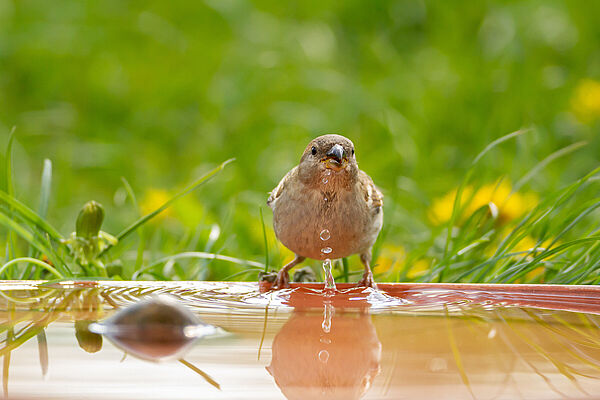 Vögel haben genauso Durst wie andere Tiere oder auch wir Menschen. Deshalb ist eine Vogeltränke nicht nur im Sommer eine wertvolle Hilfe für unsere gefiederten Freunde (Foto: Hans-Jörg Hellwig/stock.adobe.com).