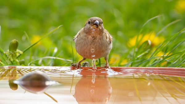 Vögel haben genauso Durst wie andere Tiere oder auch wir Menschen. Deshalb ist eine Vogeltränke nicht nur im Sommer eine wertvolle Hilfe für unsere gefiederten Freunde (Foto: Hans-Jörg Hellwig/stock.adobe.com).