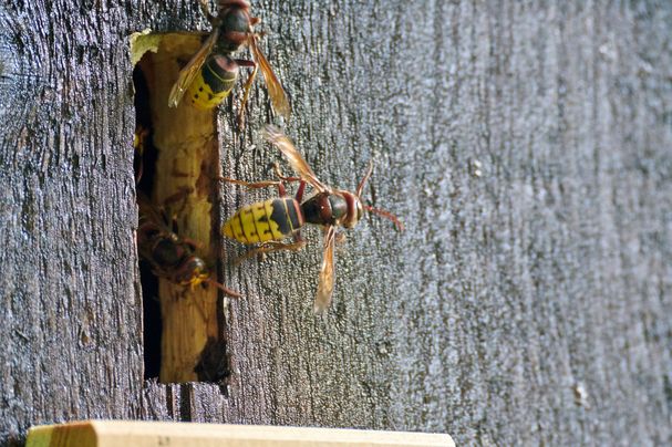 Hornisse am Flugloch, Foto: Leidenberger Hornisse am Flugloch