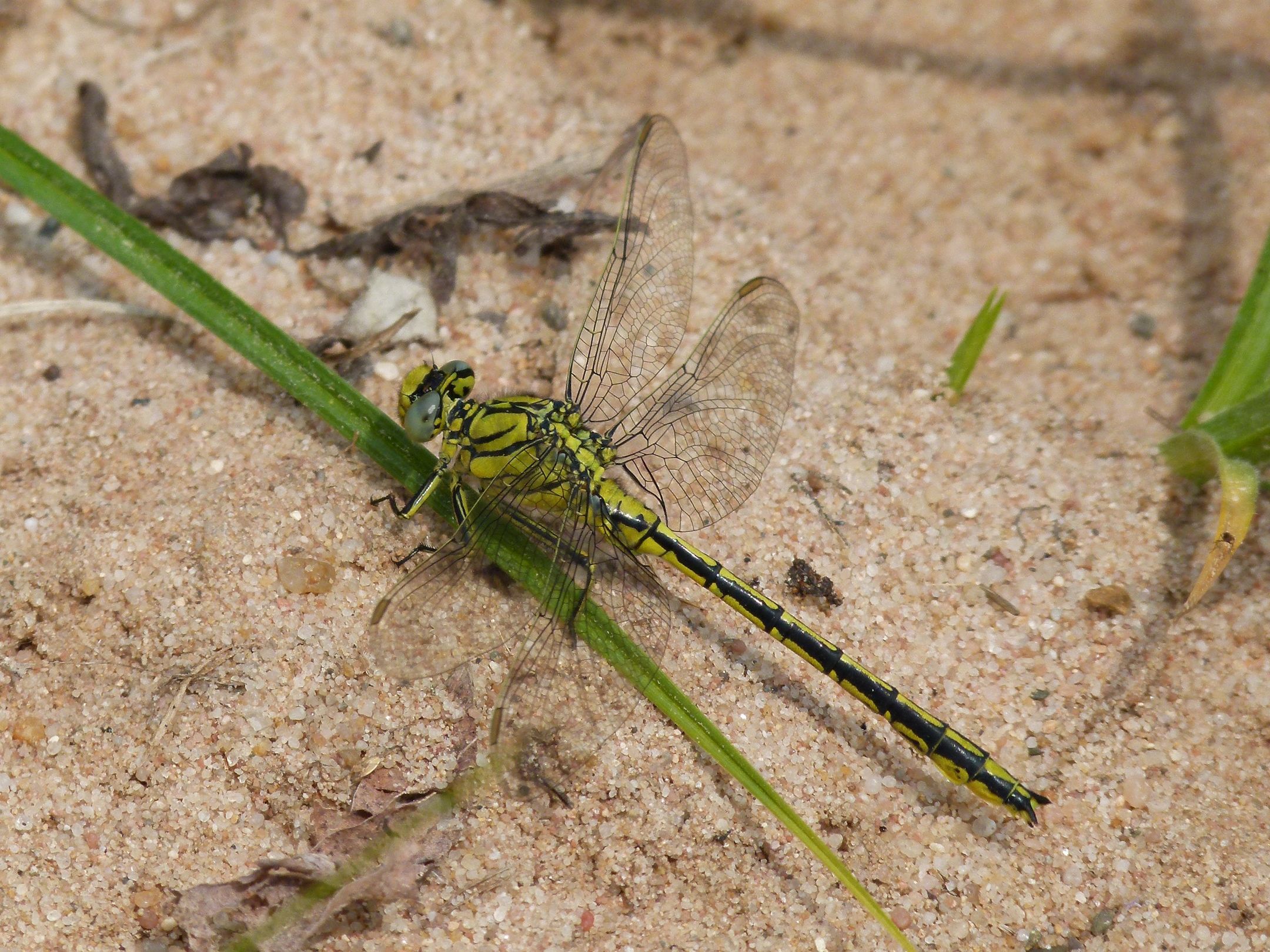Männchen der Westlichen Keiljungfer (Foto: Günter Farka)