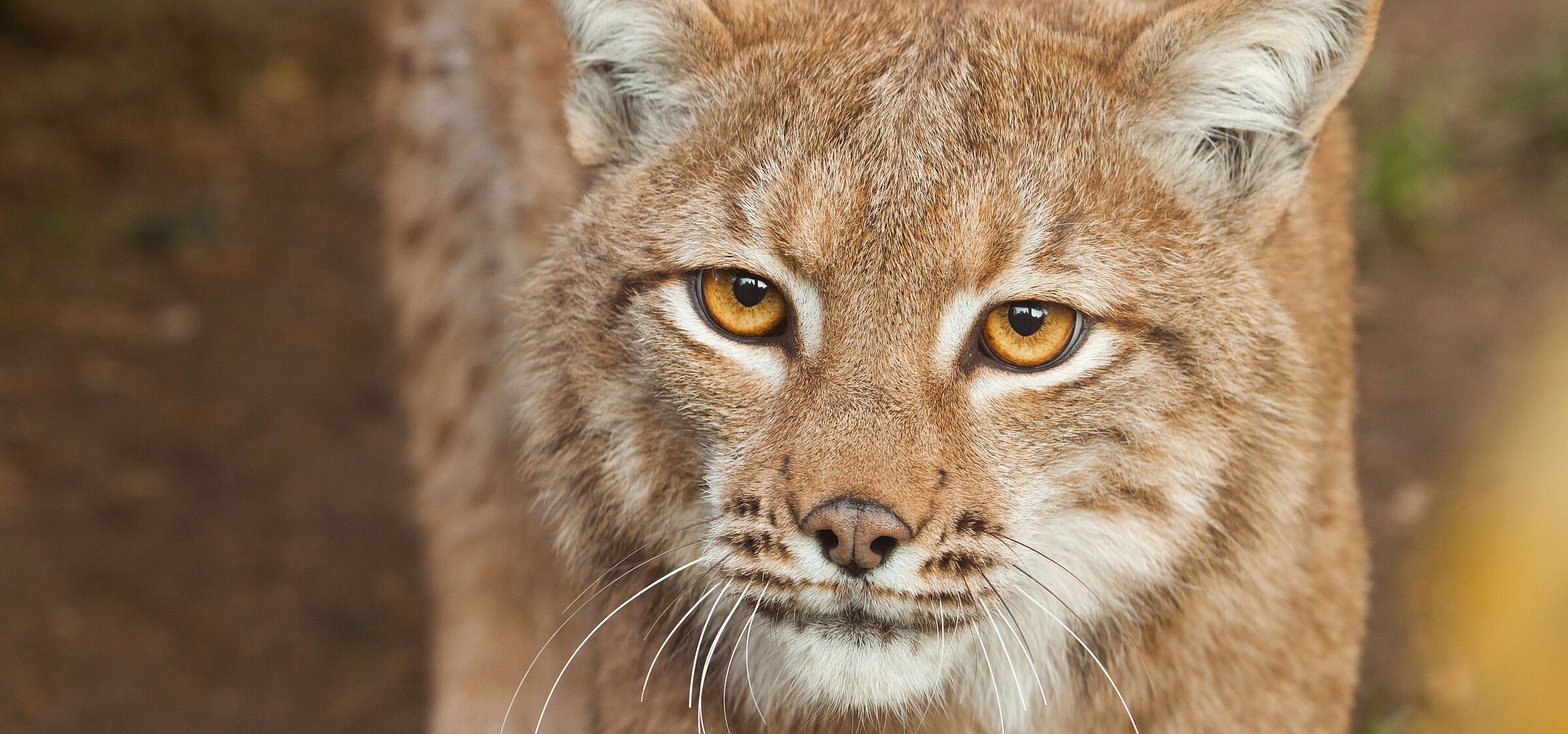 Luchs (Foto: jarrycz/stock.adobe.com) Ein Luchs schaut direkt in die Kamera. Bedrohte Arten wie der Luchs brauchen strenge EU-Gesetze zu ihrem Schutz. Machen SIe deshalb mit bei der Aktion "hands off nature"!