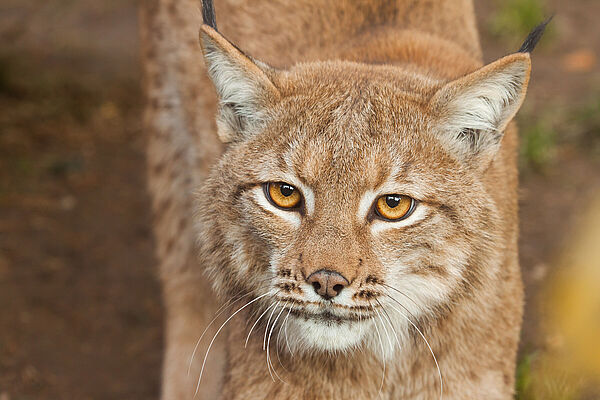 Erste Spur im Fall der Luchsmorde (Foto: jarrycz - stock.adobe.com)