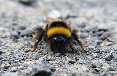 Erdhummel, über pixabay.de