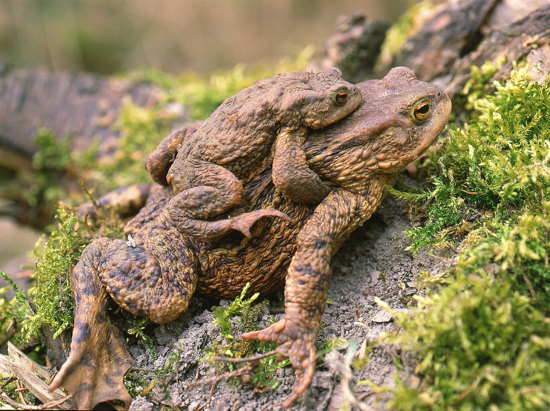 Steckbrief Erdkröte BUND Naturschutz