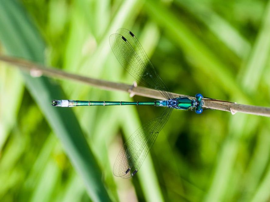 Eine männliche Glänzende Binsenjungfer (Lestes dryas)