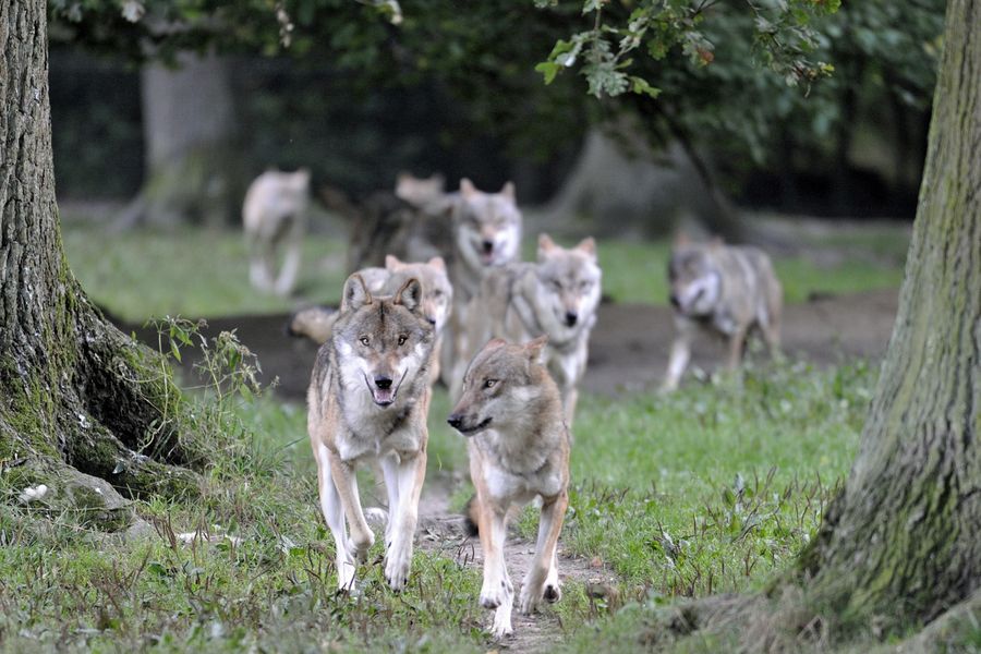 Der Wolf in Bayern BUND Naturschutz