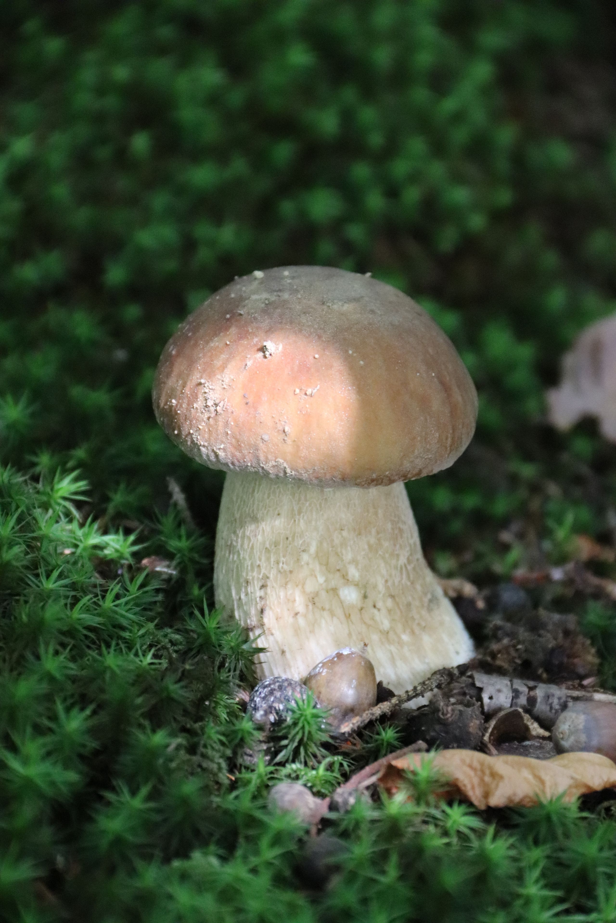 Gemeiner Steinpilz, Foto: Sonja Kreil