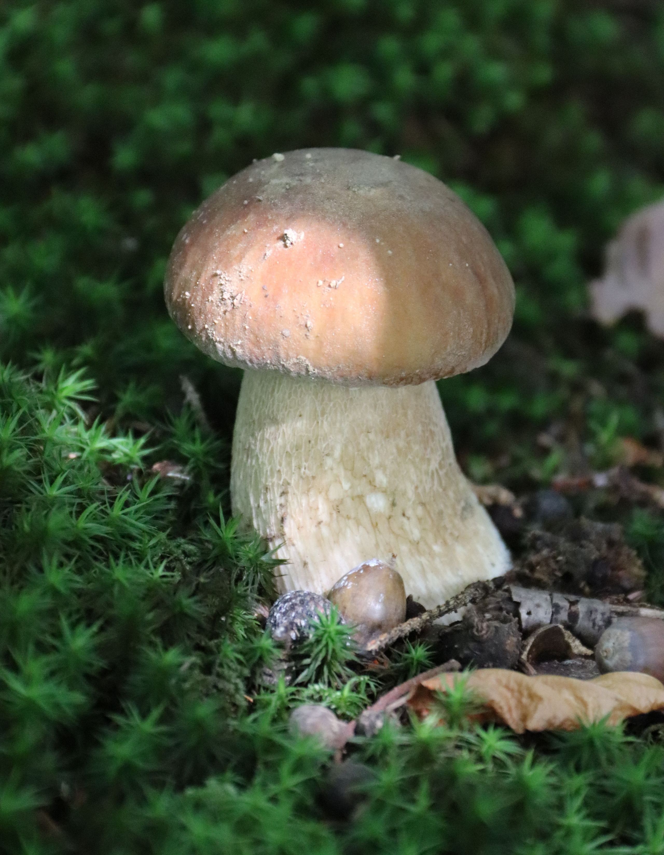 Gemeiner Steinpilz, Foto: Sonja Kreil