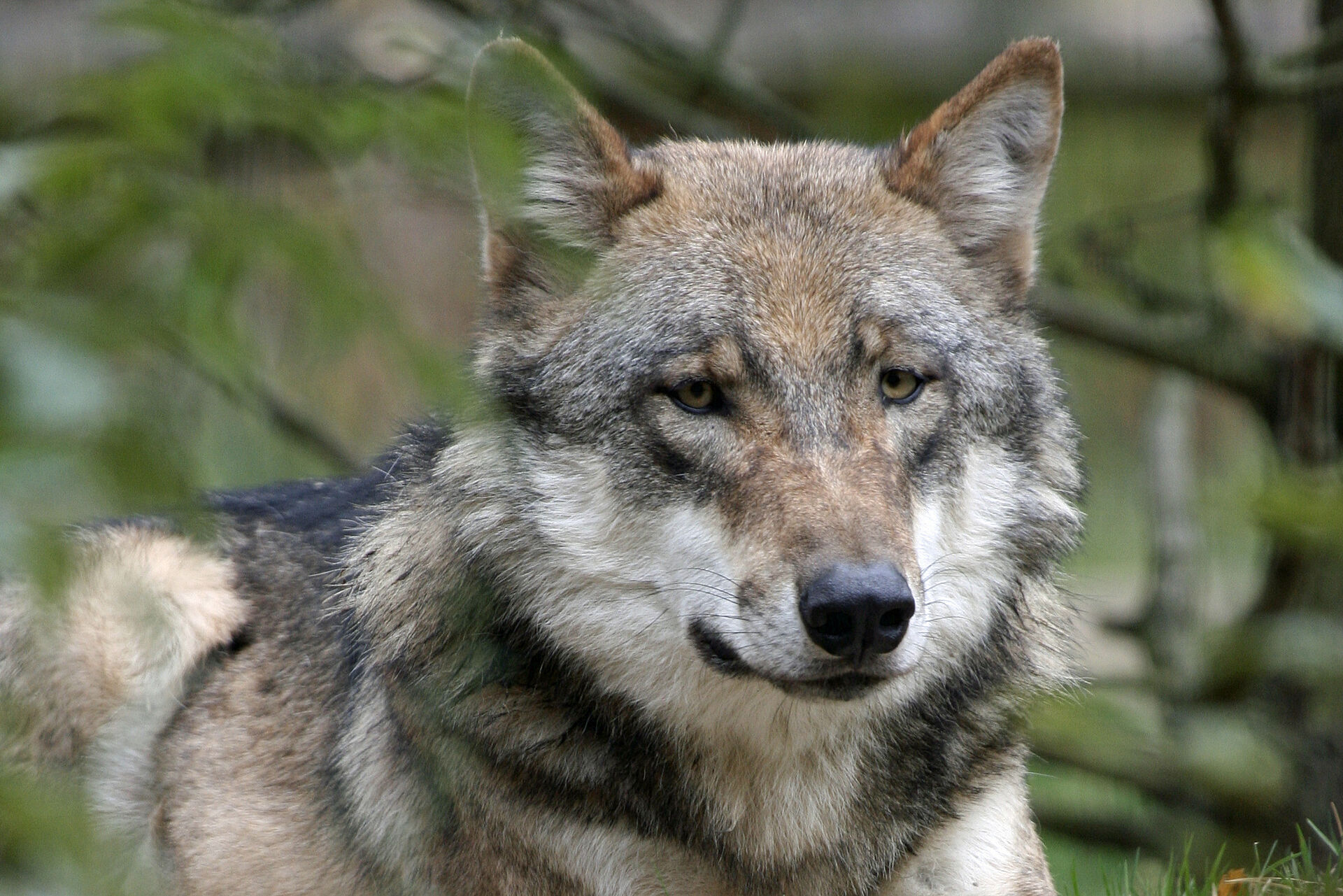 Der Wolf in Bayern – BUND Naturschutz