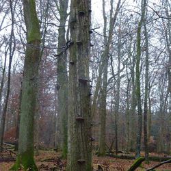 Naturwaldreservat Mitteleich im Jura, Landkreis Dillingen; Foto: R. Straußberger