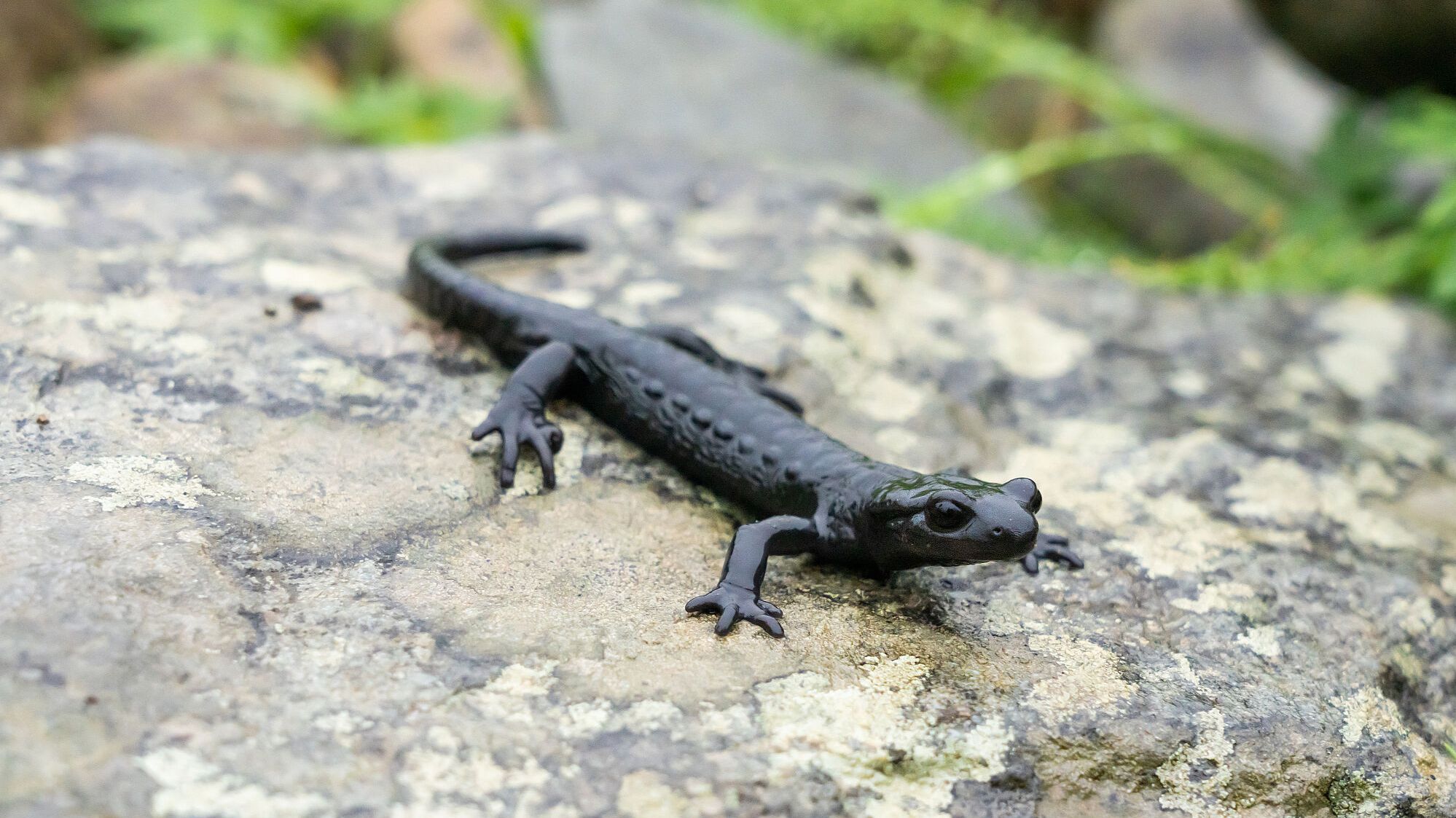 Ein Alpensalamander (Foto: Thorsten Spoerlein/stock.adobe.com).
