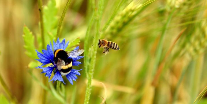 Insekten sind die Grundlage unseres Ökosystems. Sie bestäuben Pflanzen und sorgen so auch für die Nahrung von uns Menschen (Foto: foto tech/AdobeStock)..