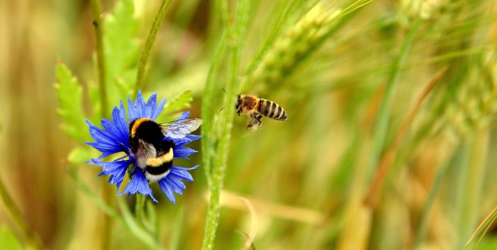 Insekten sind die Grundlage unseres Ökosystems. Sie bestäuben Pflanzen und sorgen so auch für die Nahrung von uns Menschen (Foto: foto tech/AdobeStock)..