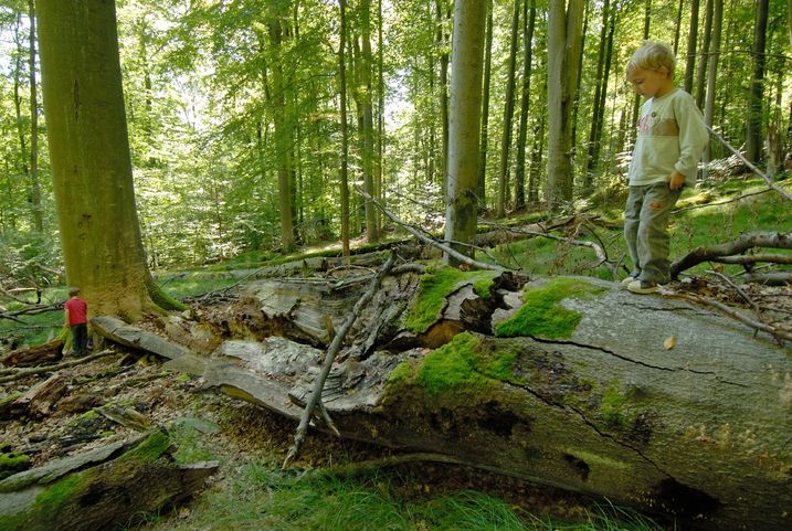 Es gibt nur noch letzte Reste der für Bayern so typischen Rotbuchenwälder. Nur ein Nationalpark kann sie dauerhaft schützen. Damit auch unsere Kinder und Enkel noch ein Stück wilder Natur erleben können (Foto: Thomas Stephan).