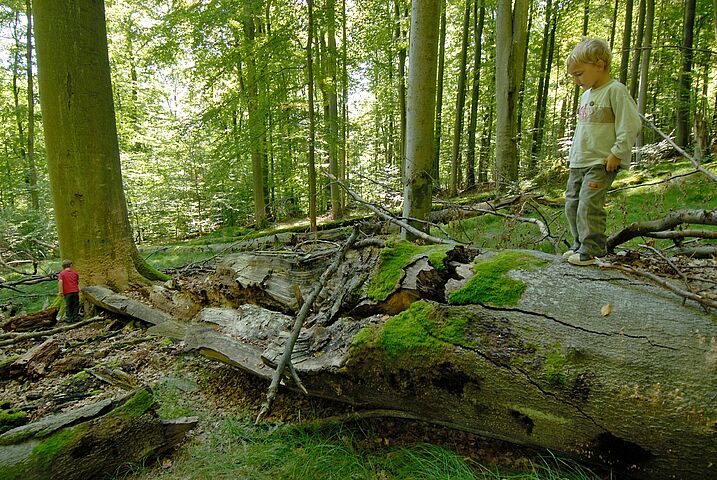 Es gibt nur noch letzte Reste der für Bayern so typischen Rotbuchenwälder. Nur ein Nationalpark kann sie dauerhaft schützen. Damit auch unsere Kinder und Enkel noch ein Stück wilder Natur erleben können (Foto: Thomas Stephan).