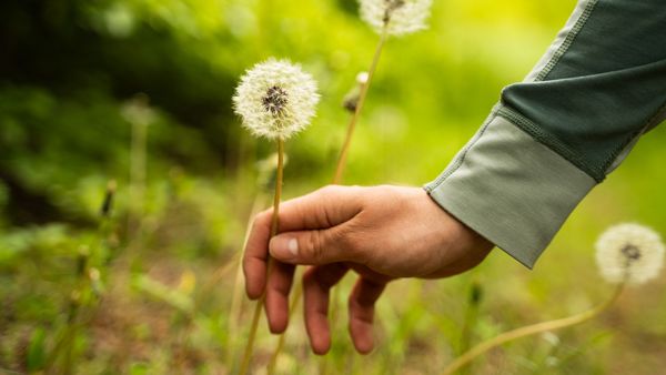Unkraut im Garten anpflanzen: Eine Hand pflückt eine Pusteblume. Im Hintergrund sieht man grüne Sträucher.