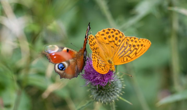 Eine zukunftsfähige Landwirtschaft kommt ohne Pestizide aus, erhält die Artenvielfalt und ermöglicht bäuerlichen Betrieben ein gutes Auskommen (Foto: haiderose/fotolia.com).