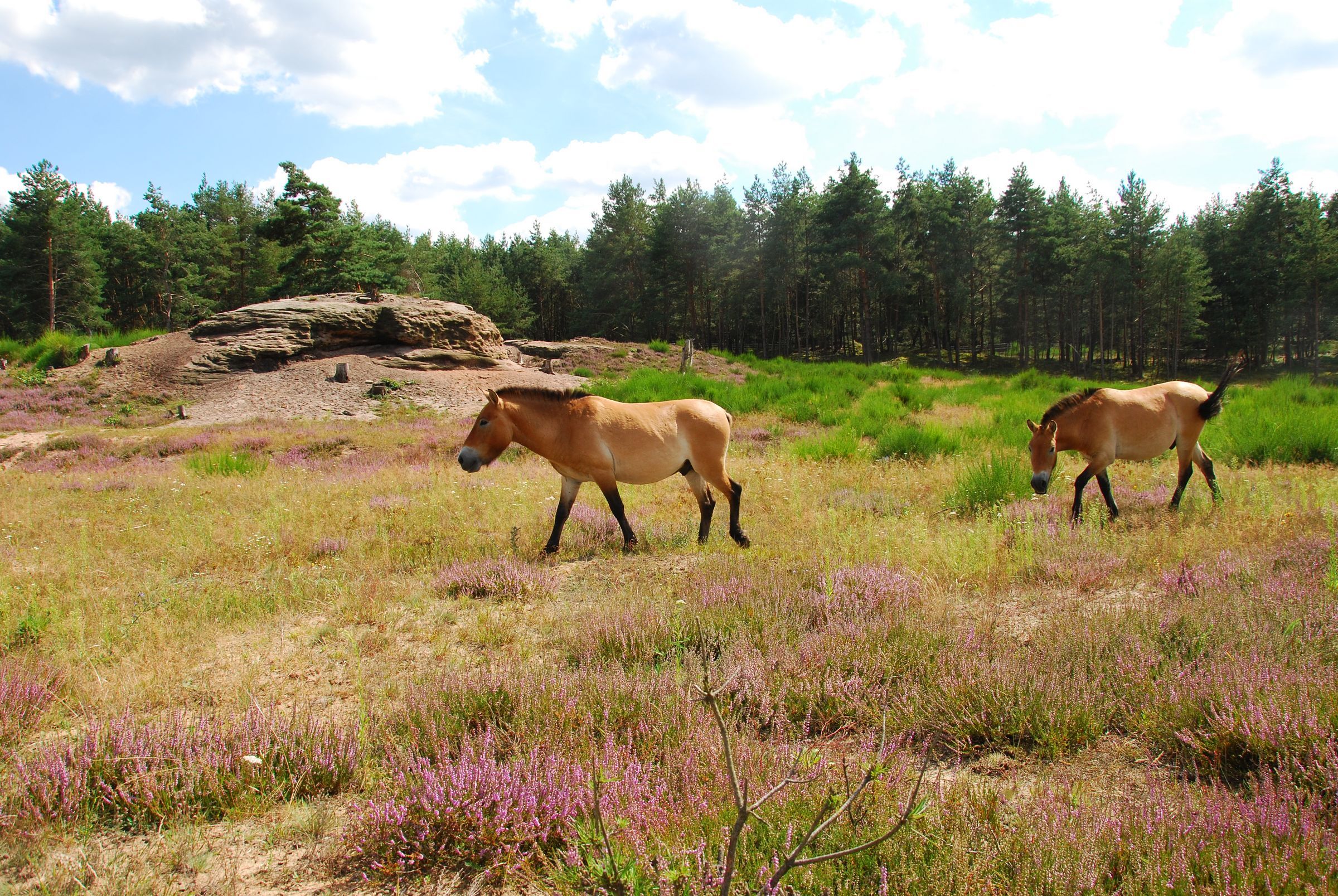 Zwei Przewalski-Pferde im Tennenloher Forst (Foto: Landschaftspflegeverband Mittelfranken)