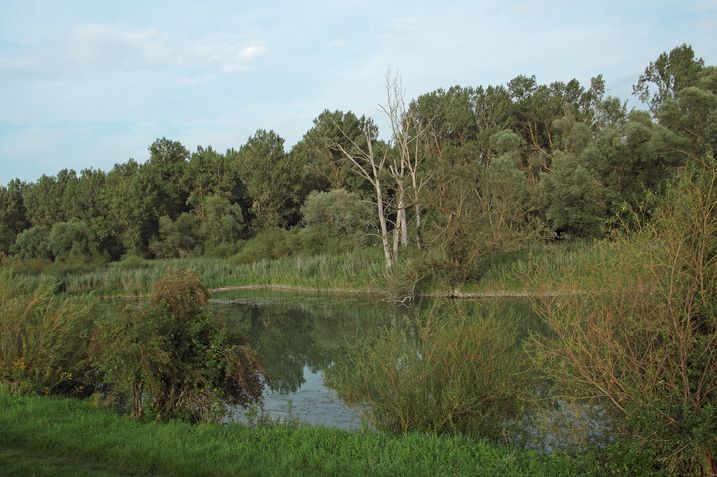Donaualtwasser im Naturschutzgebiet Staatshaufen (Foto: Wolfgang Willner) Schwindende Lebensräume bedrohen den Biber. Hier ein Donaualtwasser bei Niederalteich.