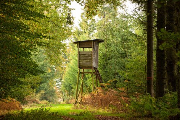 Ein Hochsitz im Wald (Foto: Winfried Rusch/stock.adobe.com)