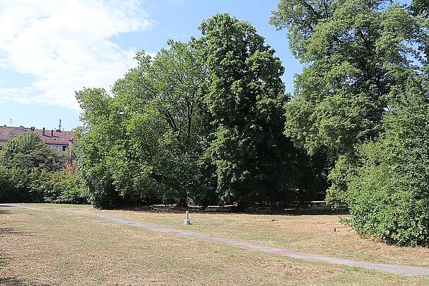 Platane im Cramer-Klett-Park – Naturdenkmal Nr. 30 (Foto: Wolfgang Dötsch) Platane im Cramer-Klett-Park – Naturdenkmal Nr. 30
