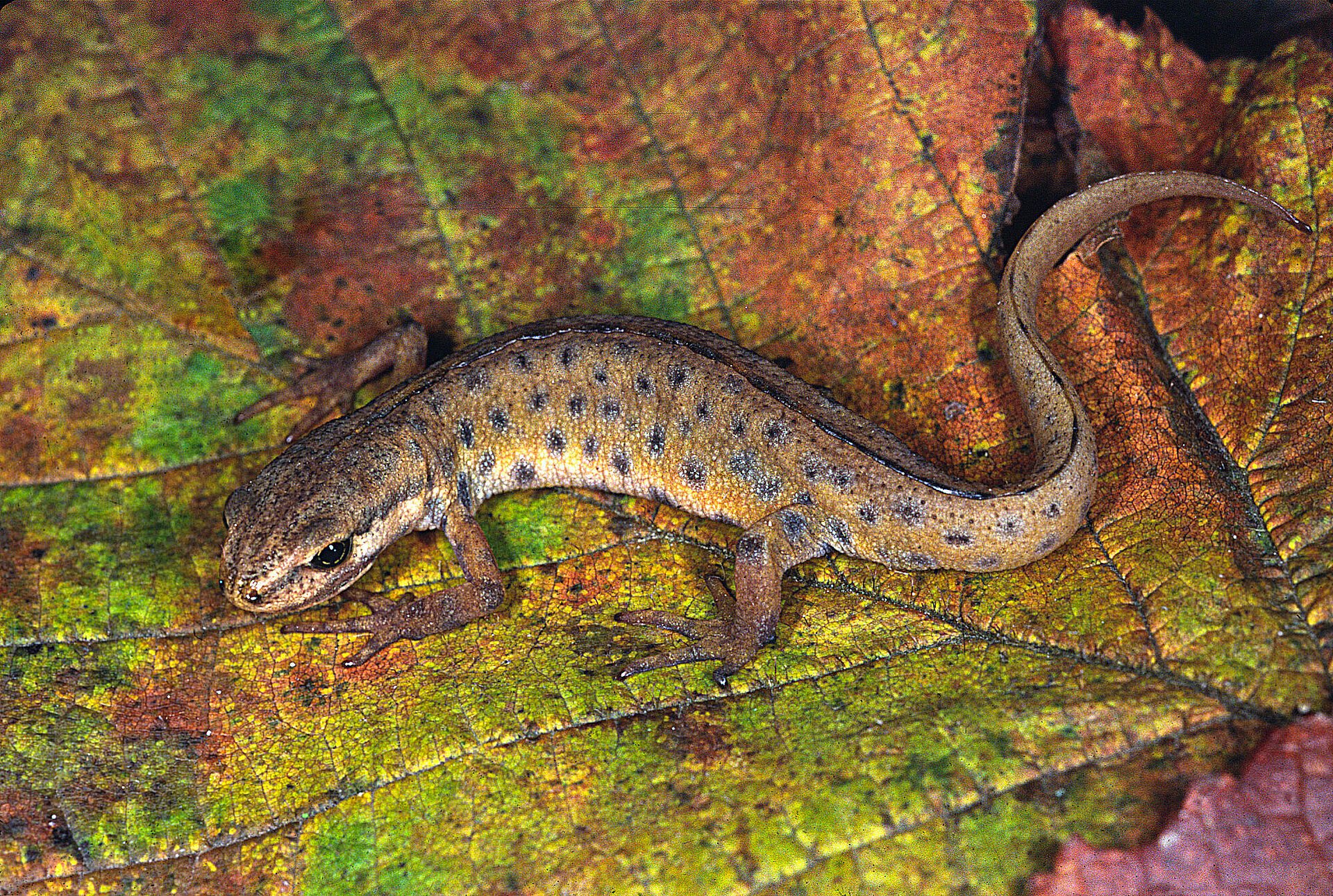 Steckbrief Teichmolch (Lissotriton vulgaris) BUND Naturschutz
