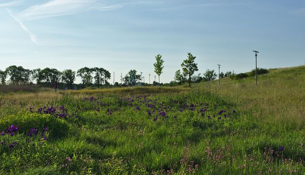 Versickerungsmulden können ansprechend begrünt werden (Foto: Markus / stock.adobe.com) Eine Blumenwiese, die in einer Versickerungsmulde entstanden ist
