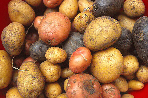 Verschiedene Kartoffelsorten (Foto: Heide Frobel)