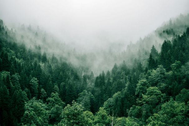 Wald; Foto: Marita Kavelashivil