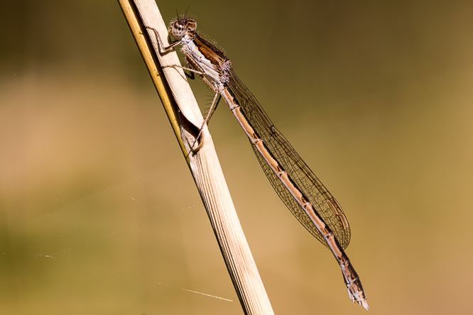 Weibchen der Gemeinen Winterlibelle (Foto: Falko Heidecke) Eine weibliche Gemeine Winterlibelle (Sympecma fusca)