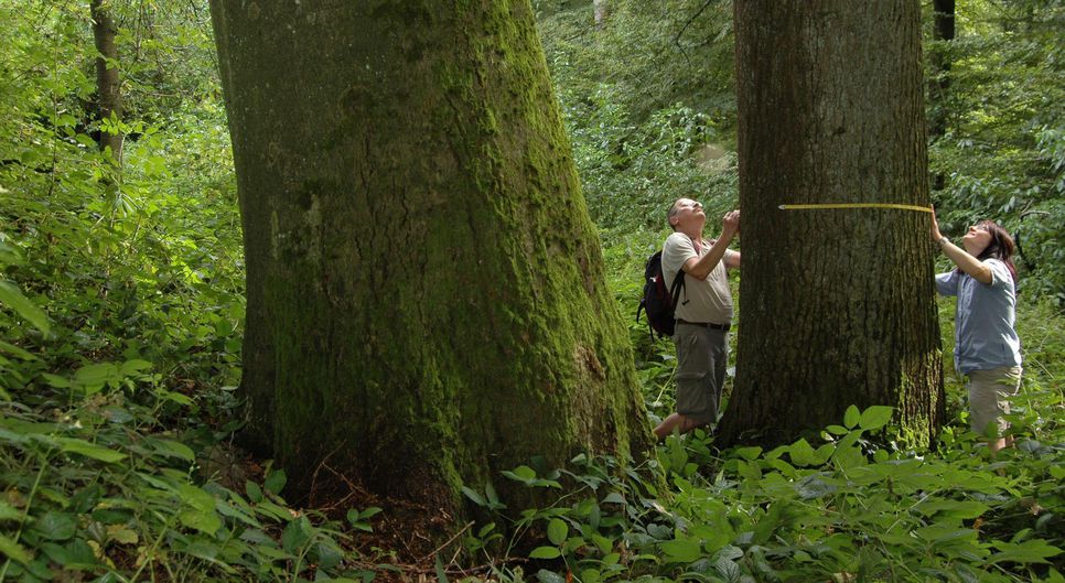 Bäume kartieren im Steigerwald