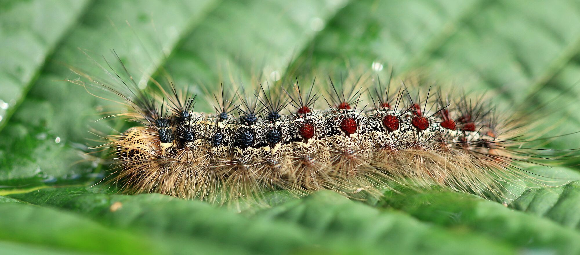 Eine stark behaarte Schwammspinner-Raupe mit roten und schwarzen Punktreihen auf dem Rücken sitzt auf einem Blatt
