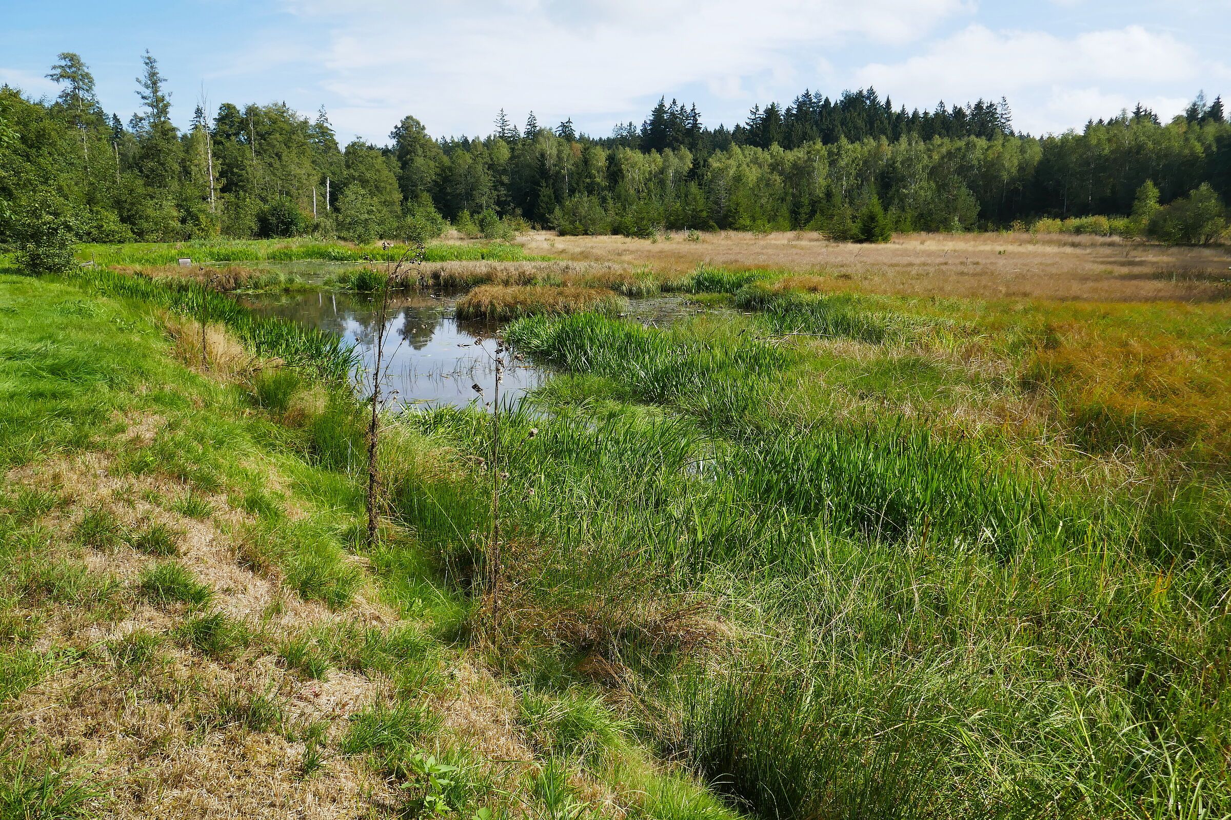 Foto: Winfried Berner Ein Bach, umgeben von wilder Wiese und einem Wald
