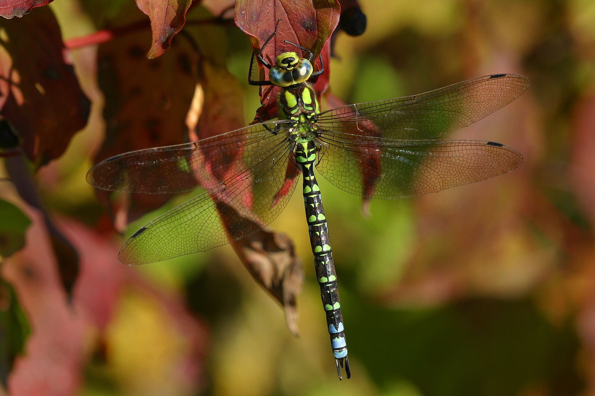 Männchen der Blaugrünen Mosaikjungfer (Foto: Wolfgang Willner)