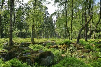 Mischwald (Foto: Wolfgang Schödel)