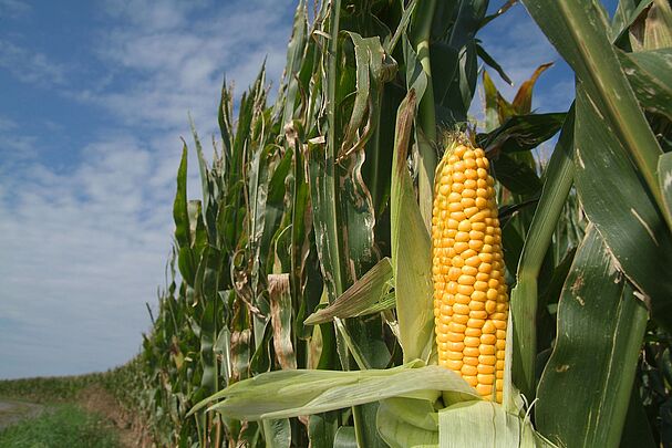 Keine Gentechnik in Natur und Essen! (Foto: Rebel/fotolia.com)