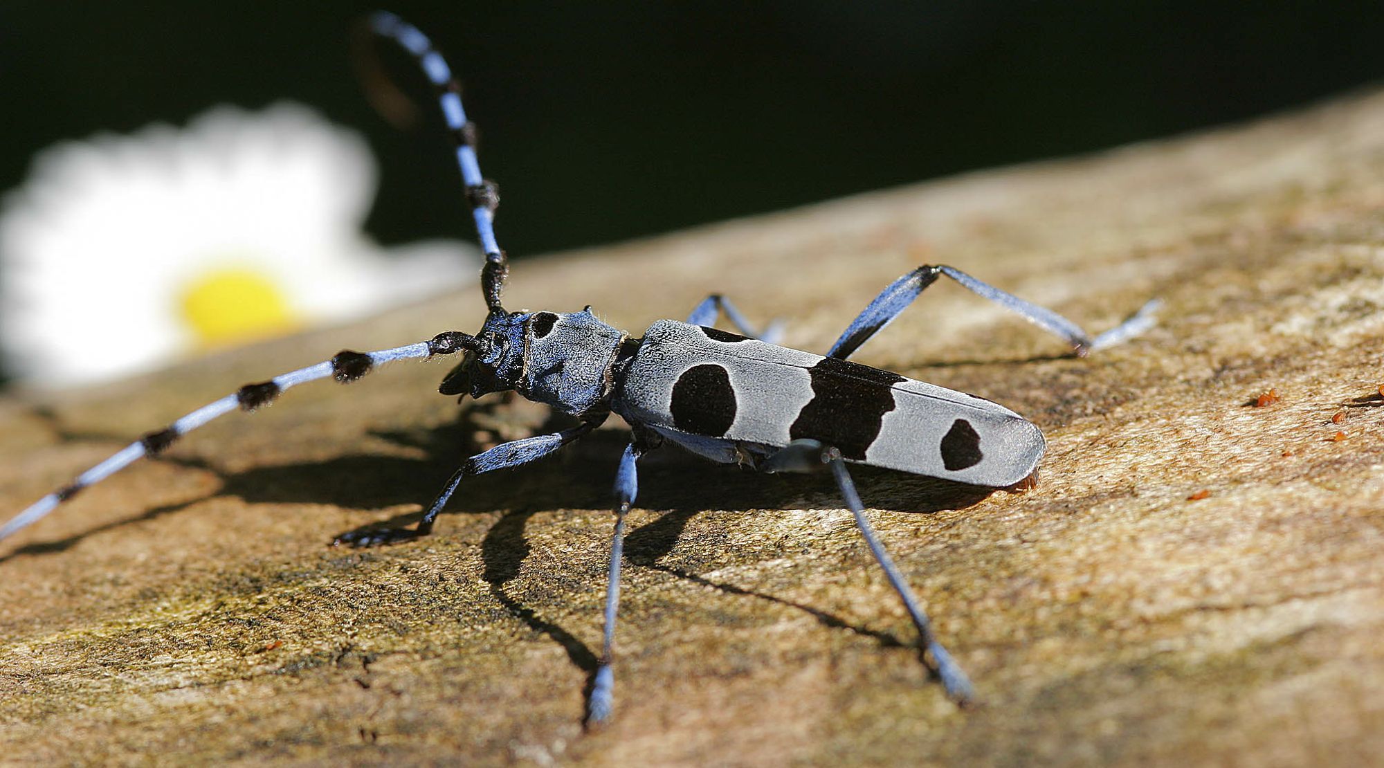 Ein blau-schwarzer Käfer (Alpenbock) sitzt auf einem rindenlosen Baumstamm. Für den Alpenbock hat Bayern eine besondere Verantwortung. (Foto: Wolfgang Willner) 