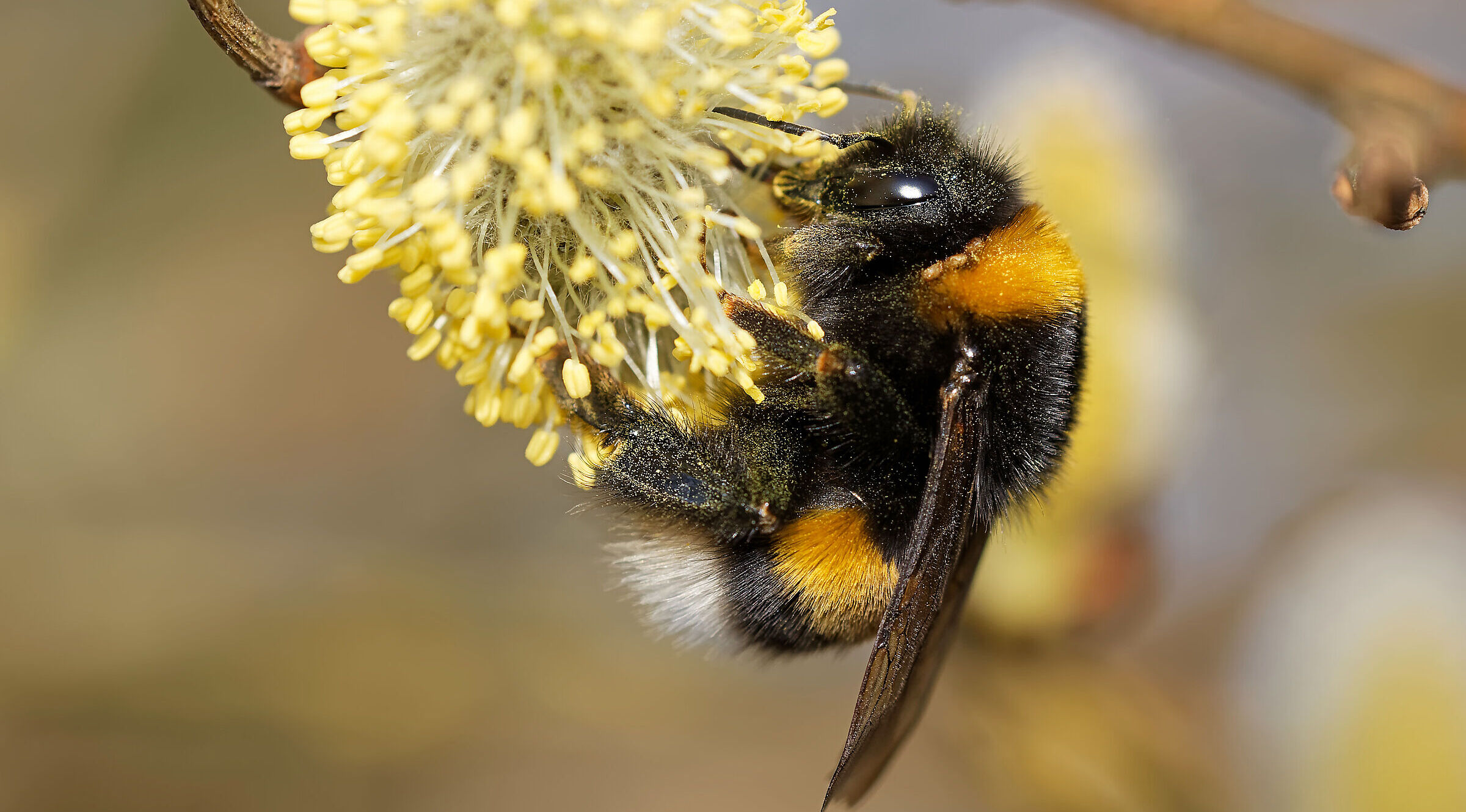 Erdhummel (Foto: JuergenL/stock.adobe.com)