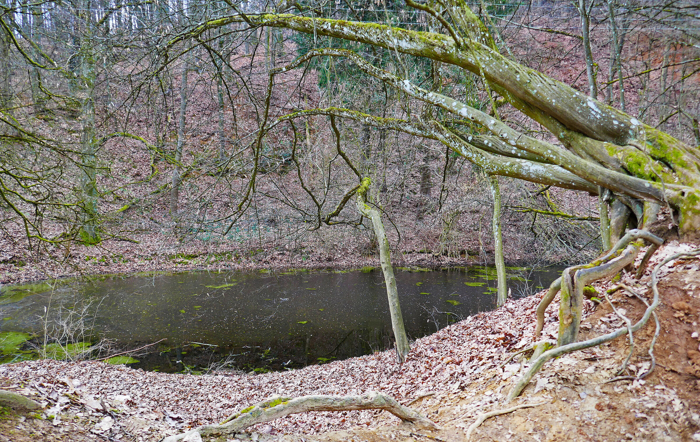 Naturschutzgebiet Brandlberg – Keilberg: Feuchtbiotop im Wald (Foto: Winfried Berner) Ein Tümpel im Naturschutzgebiet Brandlberg: Vom Keilberg konnte nur ein kleiner Teil geschützt werden (Foto: Winfried Berner)