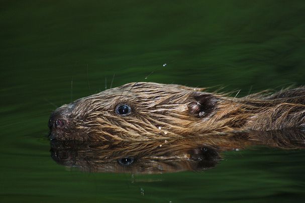 Biber schwimmend © Berit Arendt